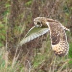 A short-eared owl at Medmerry Harbour